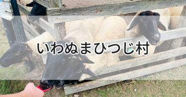 宮城県岩沼市【いわぬまひつじ村】かわいい羊さんにエサやり！仔羊さんに触れ合いも出来るのんびり穴場スポット🐑